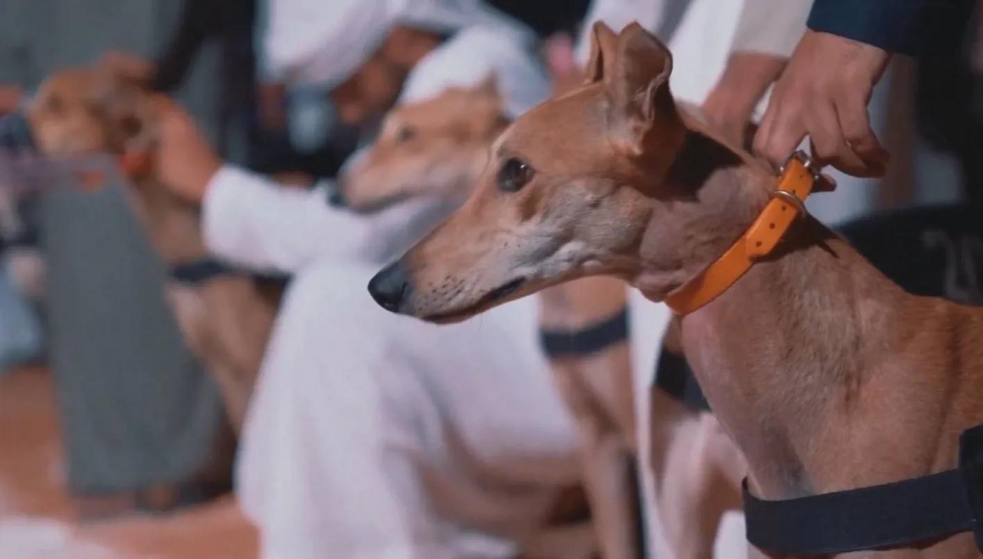 «مهرجان الكلاب» الهيئة العامة للترفيه تعلن التفاصيل والجمهور يترقب الأحداث المثيرة