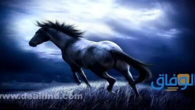 اجمل 99خلفيات خيول جديدة بالصور - مدونة التقنية العربية