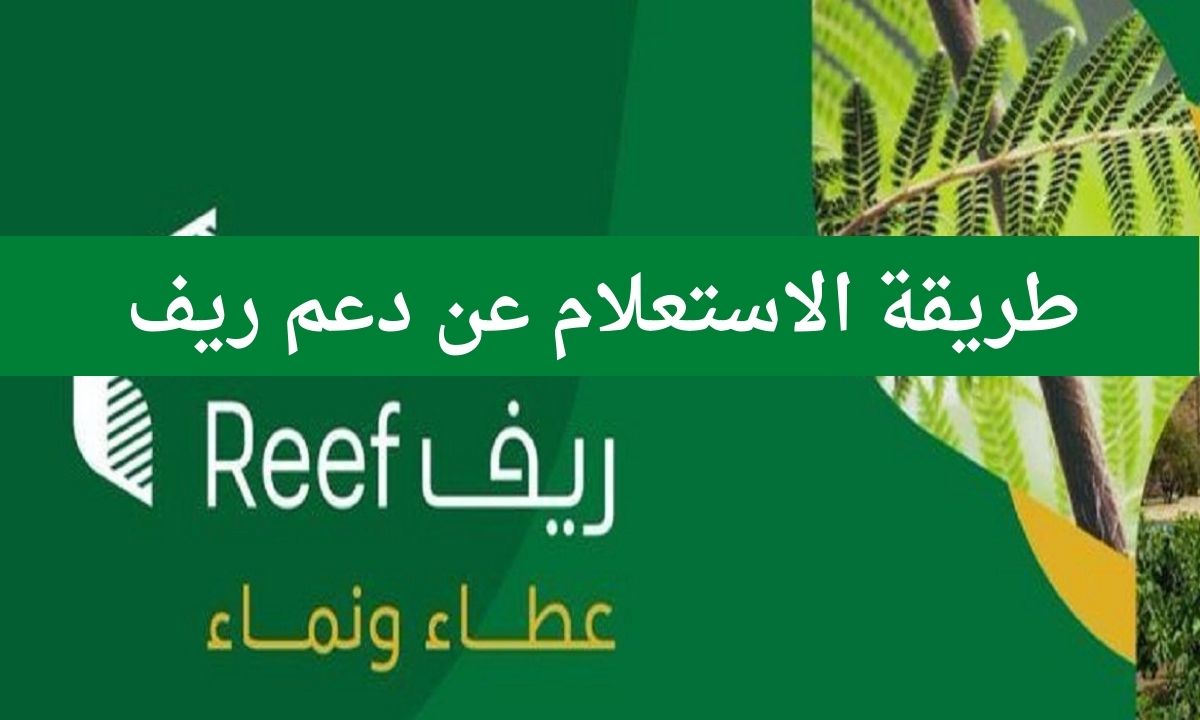 ريف 1 - مدونة التقنية العربية